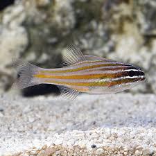 Orange Striped Cardinal