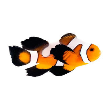 Roundtail Longfin Clownfish PAIR