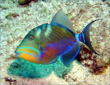 Queen Triggerfish