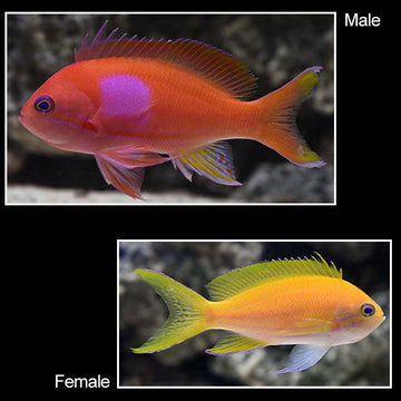 Pink Square Anthias, Pair