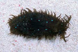 Blue Spot Sea Hare