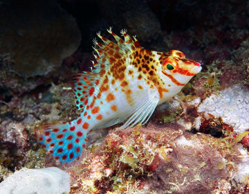 Falco Hawkfish