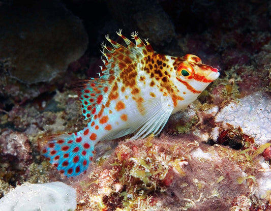 Falco Hawkfish
