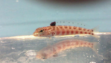 Red Lizard Fish