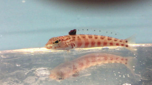 Red Lizard Fish