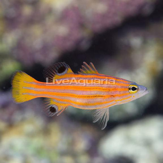 Swalesi Basslet