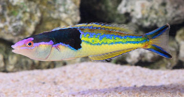 Decolores Pencil Wrasse