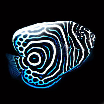 Biota Emperor Angelfish