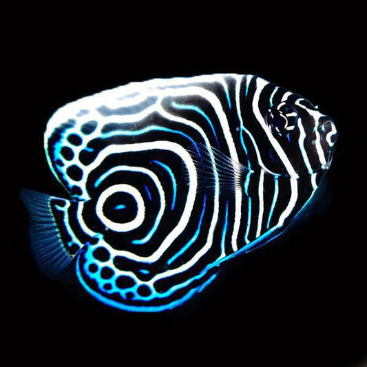 Biota Emperor Angelfish