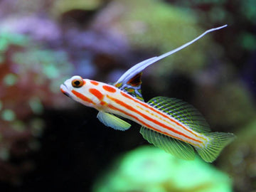 Yasa Hashe Goby