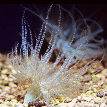 Curly-Cue Anemone