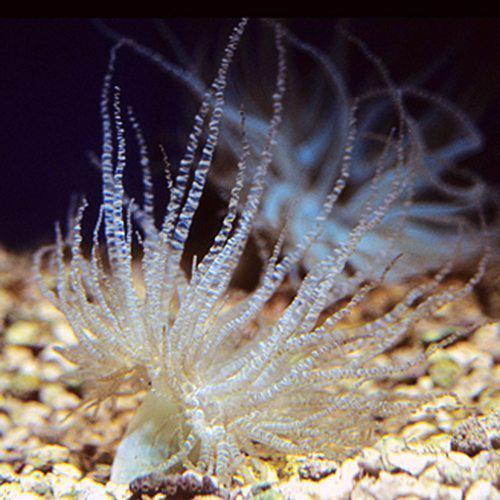 Curly-Cue Anemone