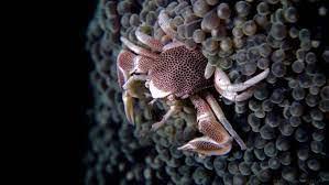Anemone Crab