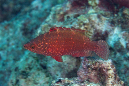 Longjaw Wrasse