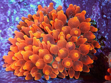 ULTRA Red Bubble Tip