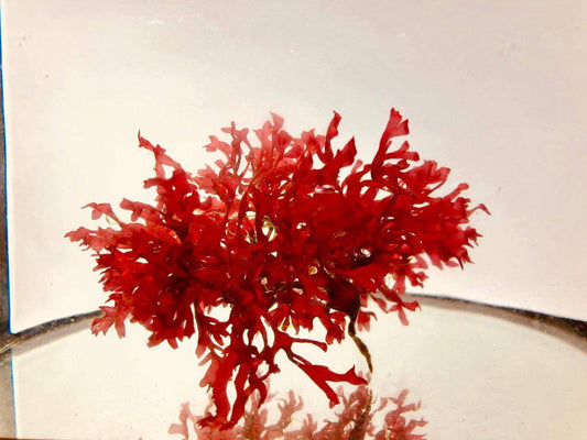 Pom Pom Gracilaria