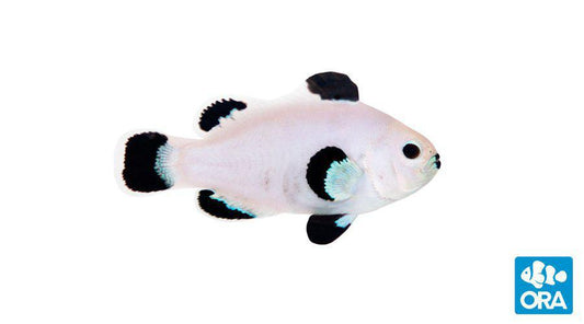 ORA Snow Storm Clownfish