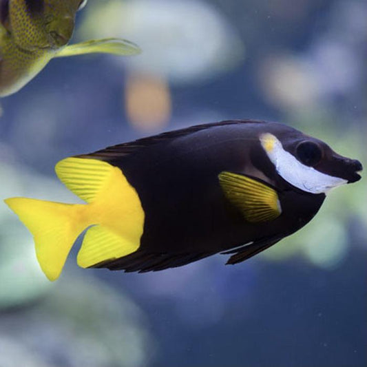 Fiji Foxface