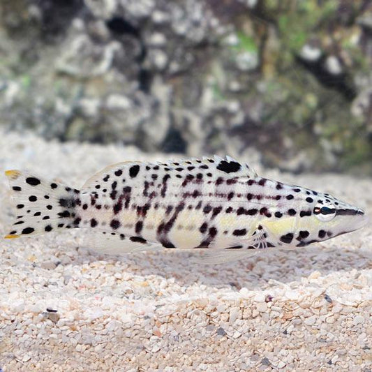 Harlequin Bass