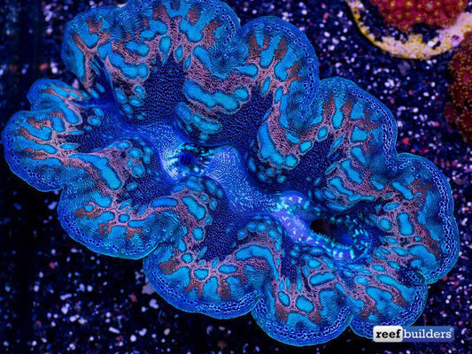Crocea Clam (BIOTA)