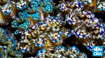 ORA Hybrid Squamosa