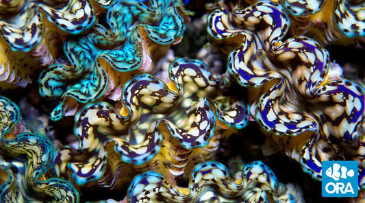 ORA Hybrid Squamosa