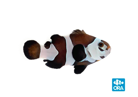 ORA Semi Storm Clownfish