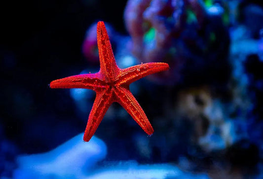 Red Fromia Star