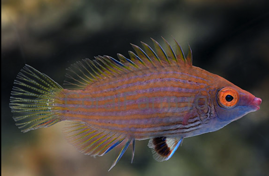 Pink Streaked Wrasse