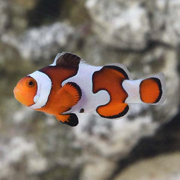 Gladiator Clownfish PAIR