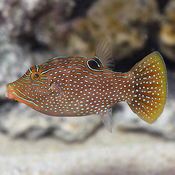 Blue Spot Pufferfish