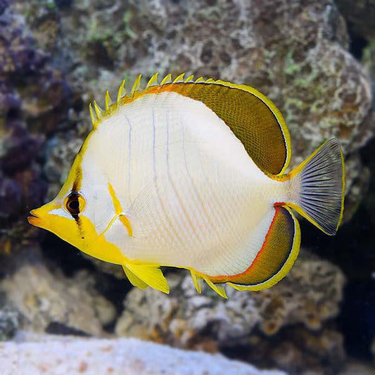 Yellowhead Butterfly