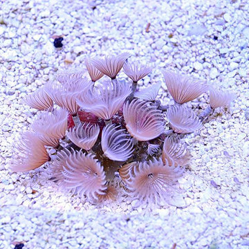 Feather Duster Cluster