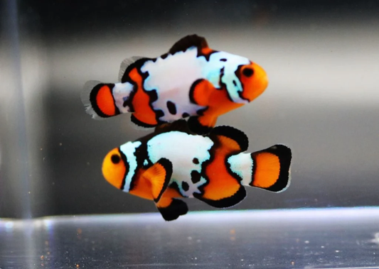 Tank-Raised Snowflake Clownfish