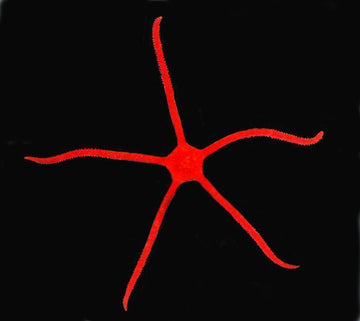 Red Serpent Star