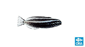 ORA Kamohara Blenny