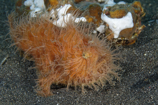 Shaggy Angler