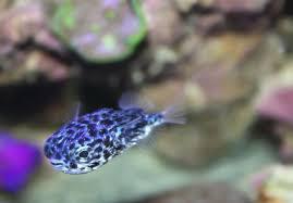 Blue Pelagic Porcupine Puffer