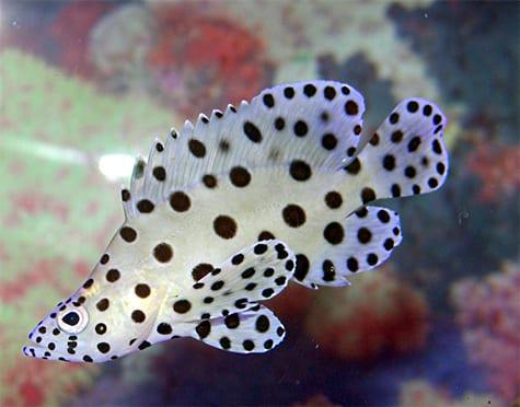 Panther Grouper