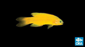 ORA Yellow Assessor