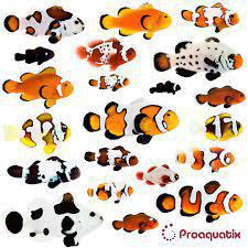 Assorted Designer Ocellaris Clowns