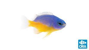 ORA Azure Damselfish