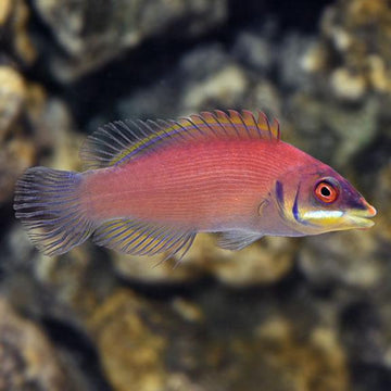 Scarlet Pinstripe Wrasse