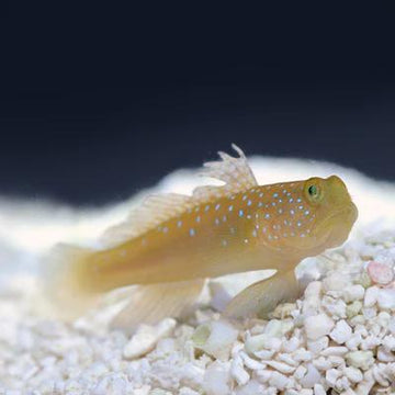 Biota Yellow Watchman Goby