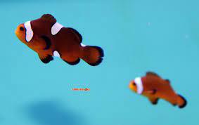 Mochaccino Clownfish, Pair