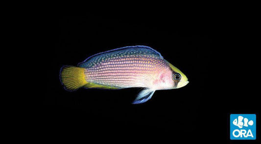 ORA Splendid Dottyback