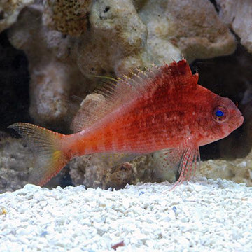 Swallowtail Hawkfish