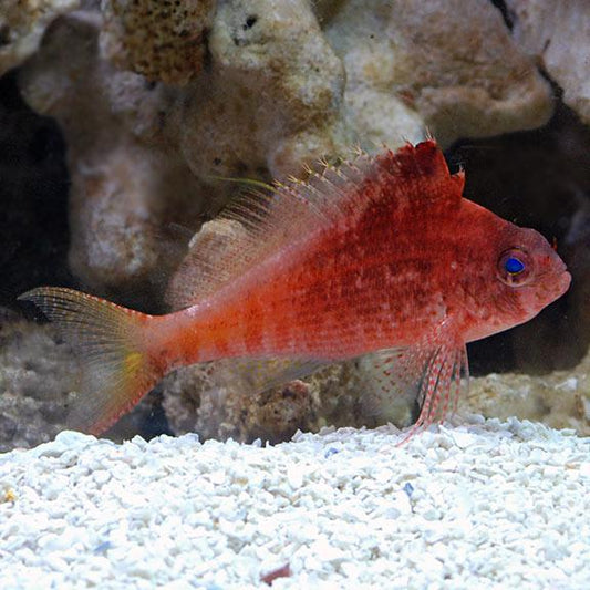 Swallowtail Hawkfish