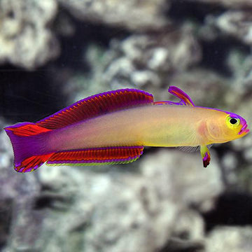 Exquiste Firefish