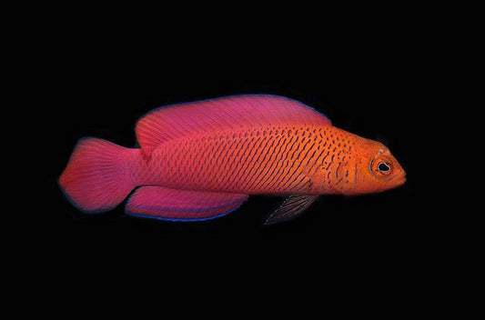 Red Serosa Dottyback